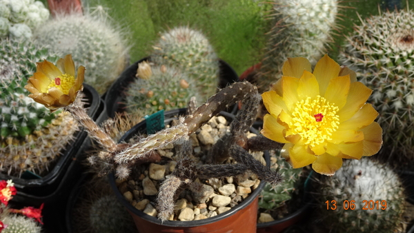 DSC07524Pterocactus tuberosus