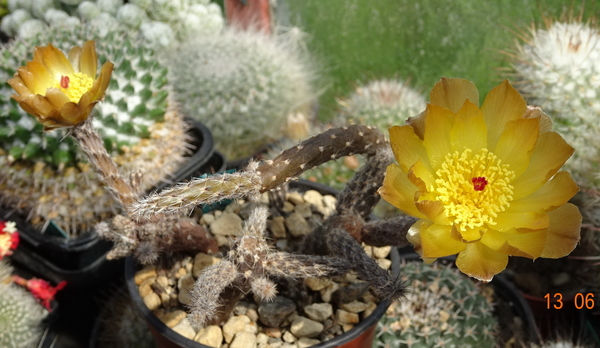 DSC07525Pterocactus tuberosus