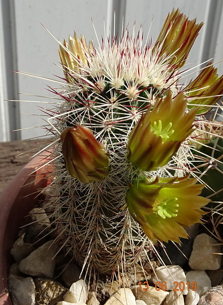 DSC07530Echinocereus chloranthus longispinus