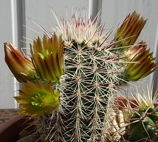 DSC07531Echinocereus chloranthus longispinus