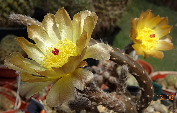 DSC07533Pterocactus tuberosus