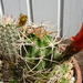 DSC07532Echinocereus triglochidiatus Colorado