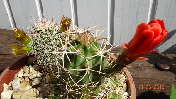 DSC07532Echinocereus triglochidiatus Colorado