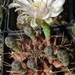 DSC07538Gymnocalycium friedrichii