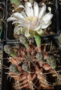 DSC07538Gymnocalycium friedrichii