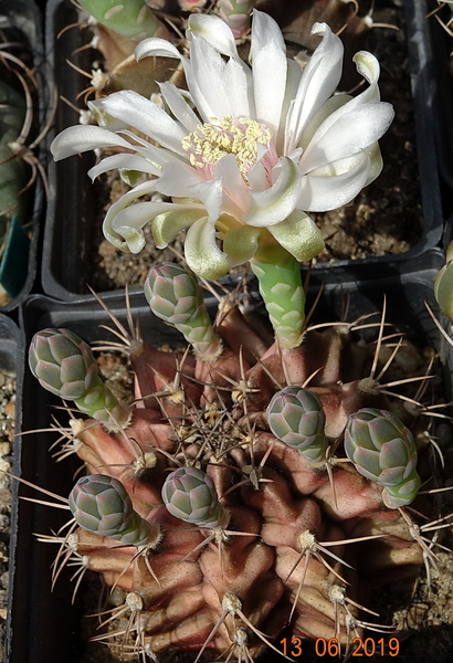 DSC07538Gymnocalycium friedrichii