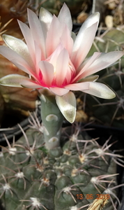 DSC07540Gymnocalycium poeschlii KFF 1158 San Louis