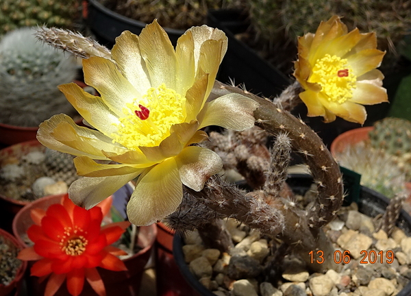 DSC07541Pterocactus tuberosus