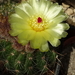 DSC07546Notocactus glaucinus HU 779