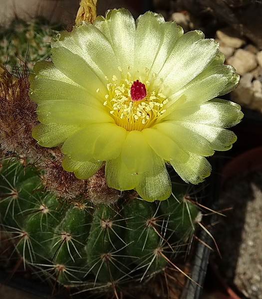 DSC07546Notocactus glaucinus HU 779