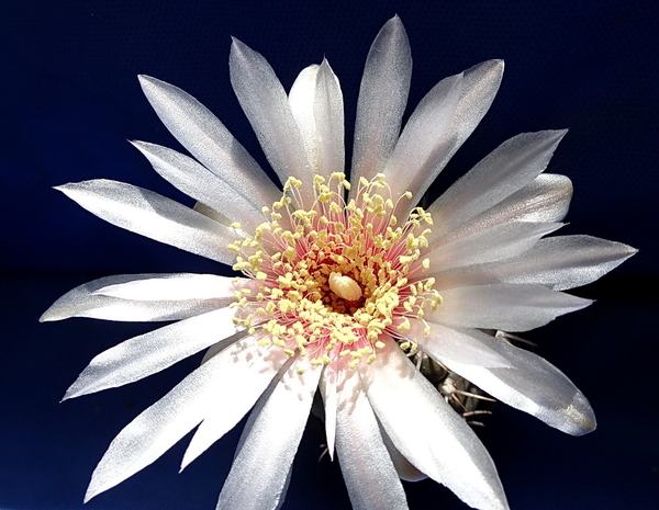 DSC07555Gymnocalycium poeschlii KFF 1158 San Louis