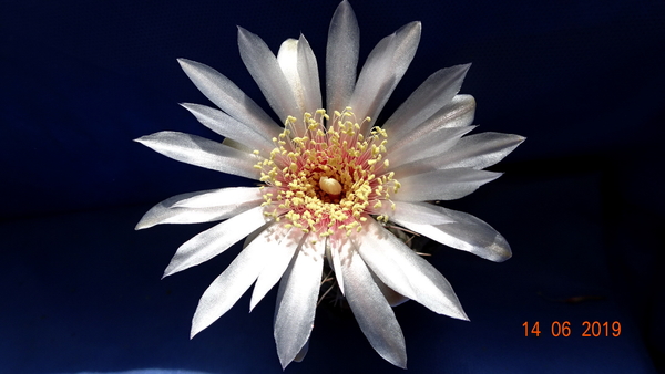 DSC07556Gymnocalycium poeschlii KFF 1158 San Louis