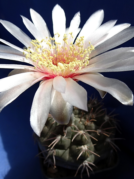 DSC07557Gymnocalycium poeschlii KFF 1158 San Louis