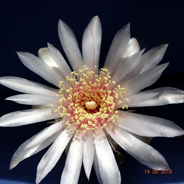 DSC07558Gymnocalycium poeschlii KFF 1158 San Louis