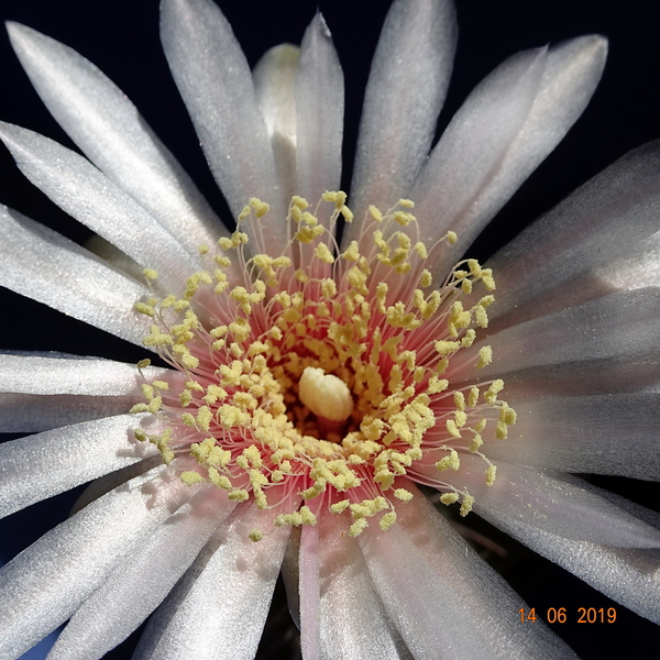 DSC07559Gymnocalycium poeschlii KFF 1158 San Louis