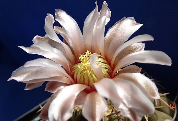 DSC07562Gymnocalycium ochoterenae v. cinereum