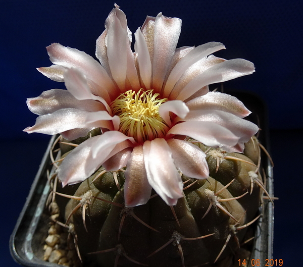 DSC07561Gymnocalycium ochoterenae v. cinereum