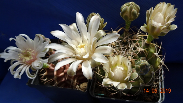 DSC07563Gymnocalycium anisitsi