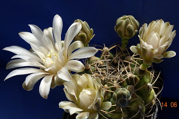 DSC07564Gymnocalycium anisitsi