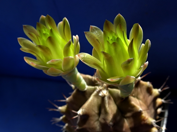 DSC07566Gymnocalycium mihanovichii STO 1212