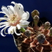 DSC07565Gymnocalycium friedrichii