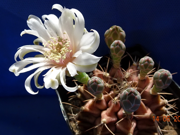 DSC07565Gymnocalycium friedrichii