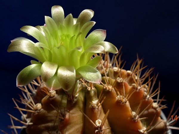 DSC07567Gymnocalycium mihanovichii