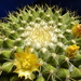 DSC07570Mammillaria marksiana