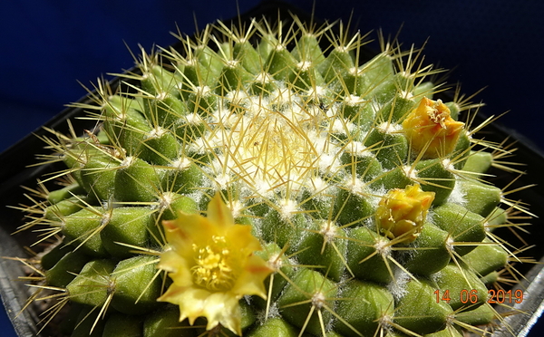 DSC07570Mammillaria marksiana