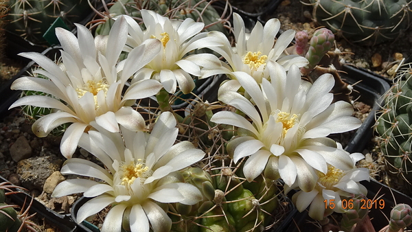 DSC07695Gymnocalycium anisitsi