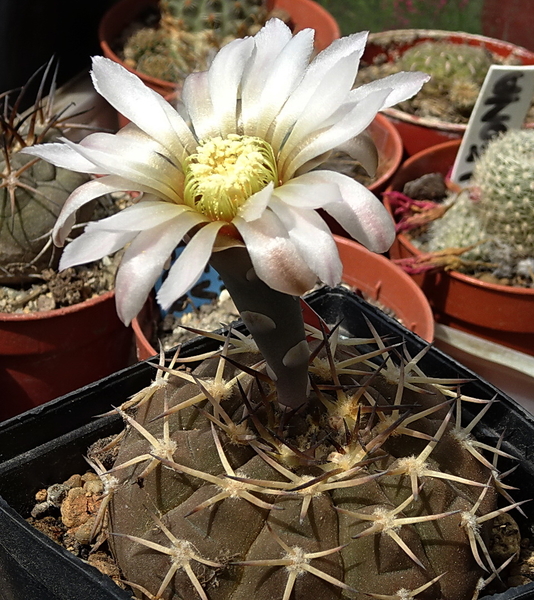 DSC07698Gymnocalycium kozelskianum