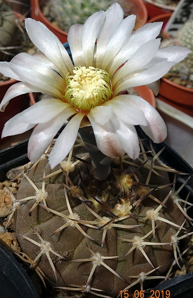 DSC07699Gymnocalycium kozelskianum