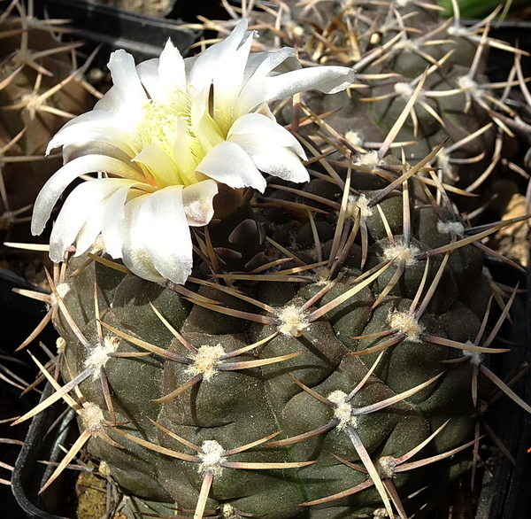 DSC07701Gymnocalycium borthii HV 673