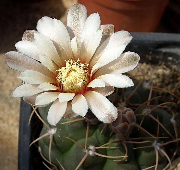 DSC07702Gymnocalycium moserianum