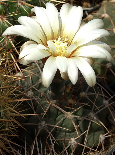 DSC07703Gymnocalycium moserianum