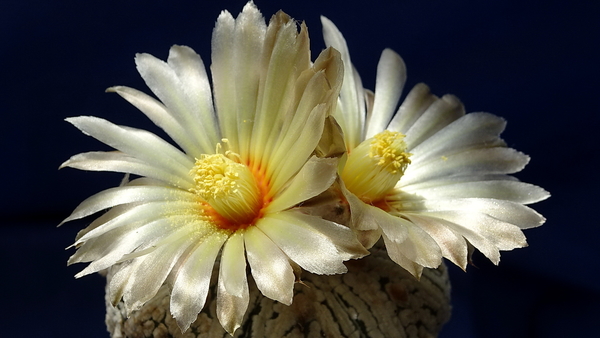 DSC07813Astrophytum asterias 'Superkabuto'