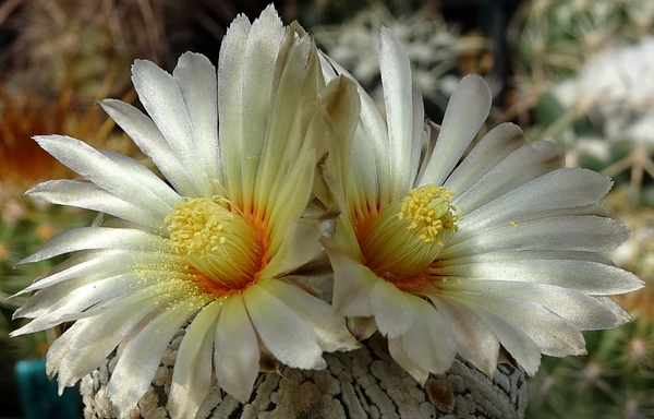 DSC07812Astrophytum asterias 'Superkabuto'