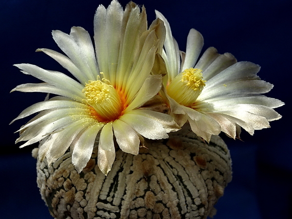 DSC07815Astrophytum asterias 'Superkabuto'