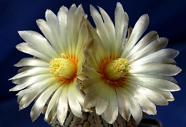 DSC07816Astrophytum asterias 'Superkabuto'