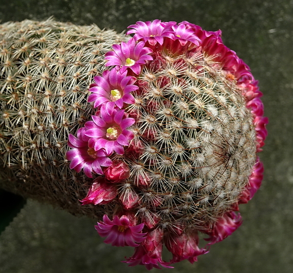 DSC07835Mammillaria matudae