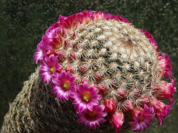 DSC07836Mammillaria matudae