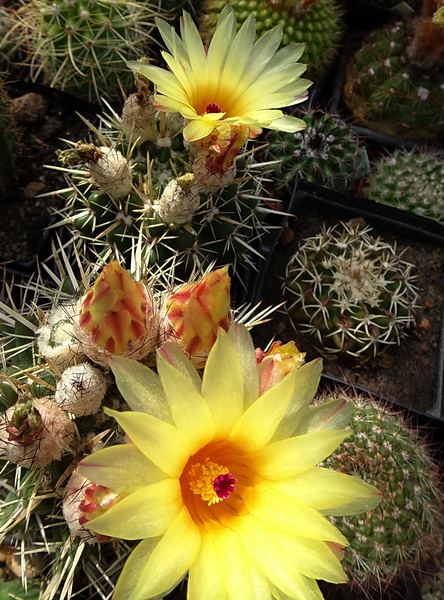 Notocactus submammulosus