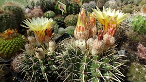 Notocactus submammulosus