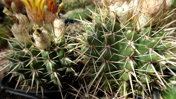 Notocactus submammulosus