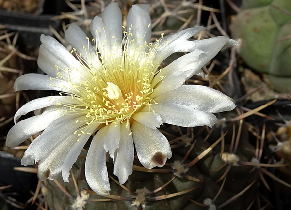 DSC07865Gymnocalycium borthii HV 673