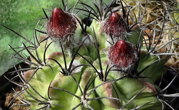 DSC07864Neochilenia paucicostata