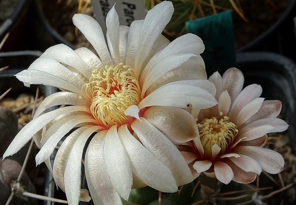 DSC07868Gymnocalycium moserianum