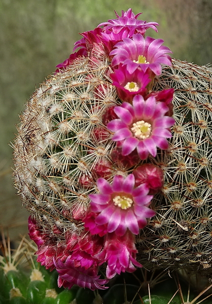 DSC07871Mammillaria matudae