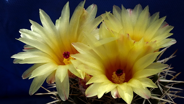 Notocactus submammulosus