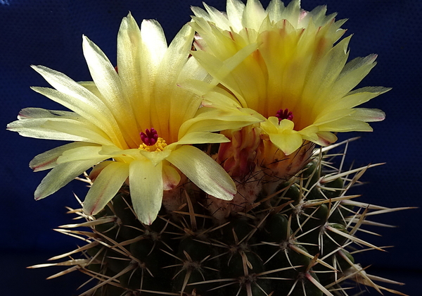 Notocactus submammulosus